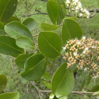 Syzygium caryophyllatum (L.) Alston